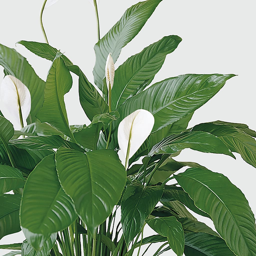 Tranquil Moments Peace Lily Plant – Samantha Rose Designs, Marietta GA