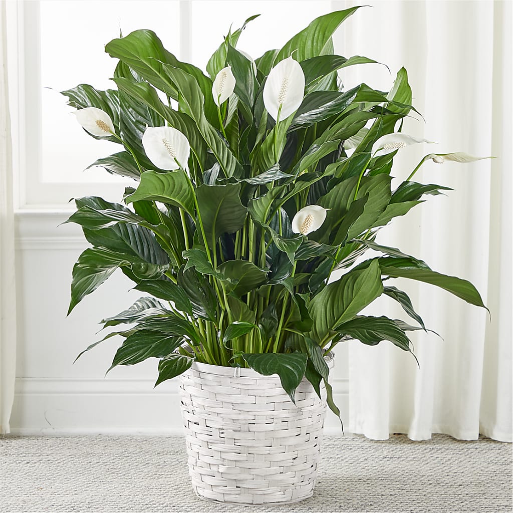 A New Leaf Peace Lily – Samantha Rose Designs, Marietta GA