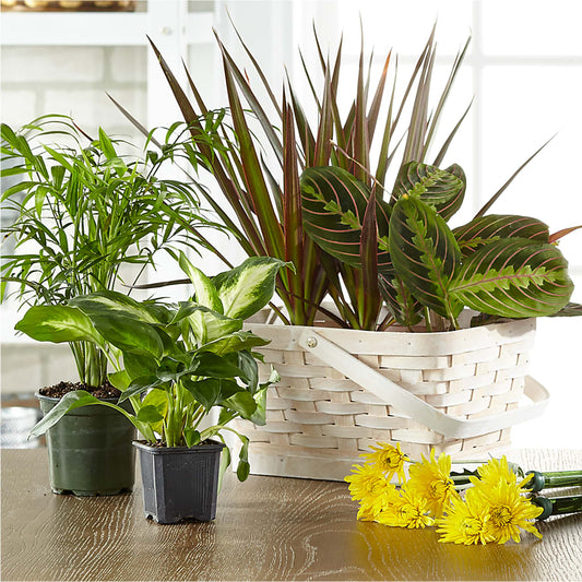 Florist Designed Blooming and Green Plants in a Basket –  Samantha Rose Designs, Marietta GA